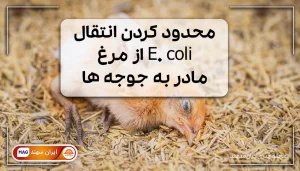 جوجه مریض بی حال