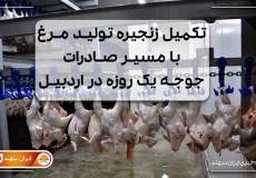 زنجیره تولید مرغ در کشتارگاه
