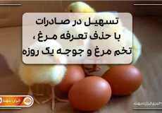 جوجه و تخم مرغ کنار هم