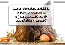 مرغ در کنار تخم مرغ