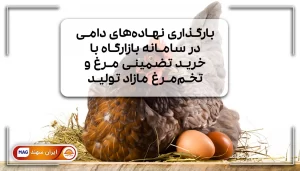 مرغ در کنار تخم مرغ