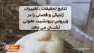 مرغ مریض