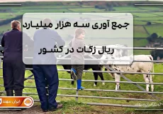 3 نفر در حال دیدن گاوها