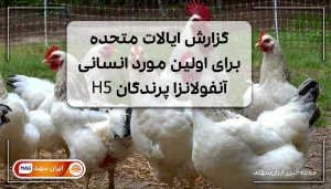 مرغ ها کنار هم