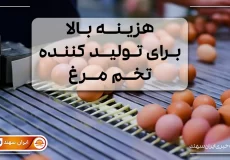 تخم مرغ در حال تولید