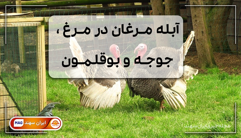 دو بوقلمون کنار هم